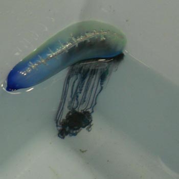 jellyfish